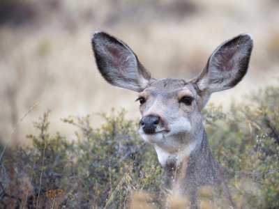 GPS Collars wins contract to supply EarTraX for Mule Deer