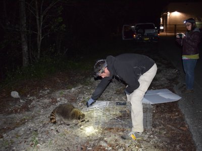 Releasing Racoon