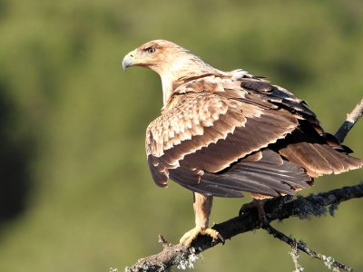 FLiteTraX on rehabilitated Spanish Imperial Eagle