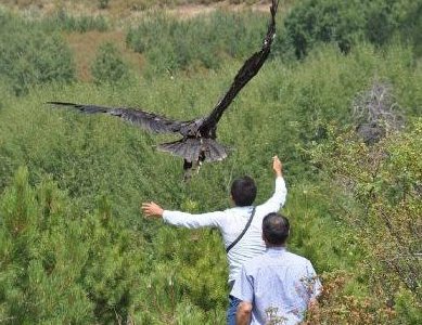 FliteTraX on Cinereous Vulture