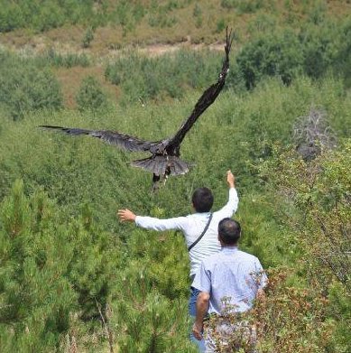 FLiteTraX IoT & SatPhone GPS Avian