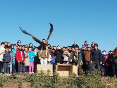 Release of rehabilitated Spanish Imperial  Eagle