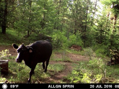 Trail Camera capturing cattle within study area