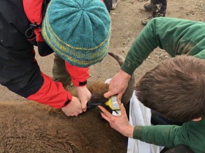 EarTraX on European Bison