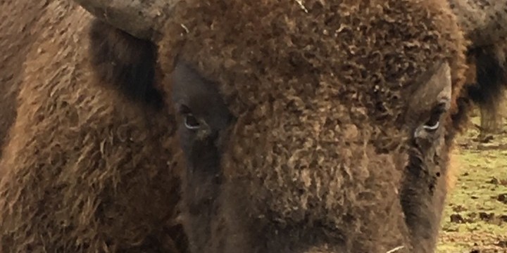 1 Bison HWP