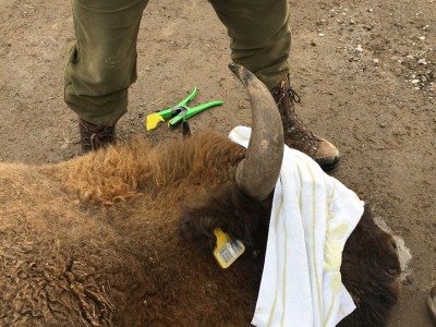 EarTraX on a Bison