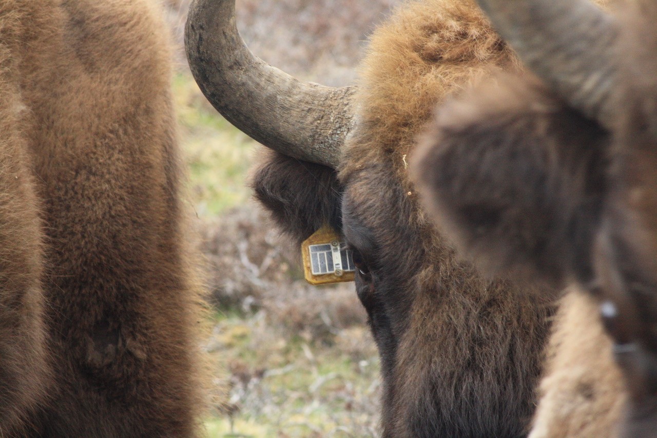 GPS/GSM/UHF Wildlife Radio Telemetry Ear Tag