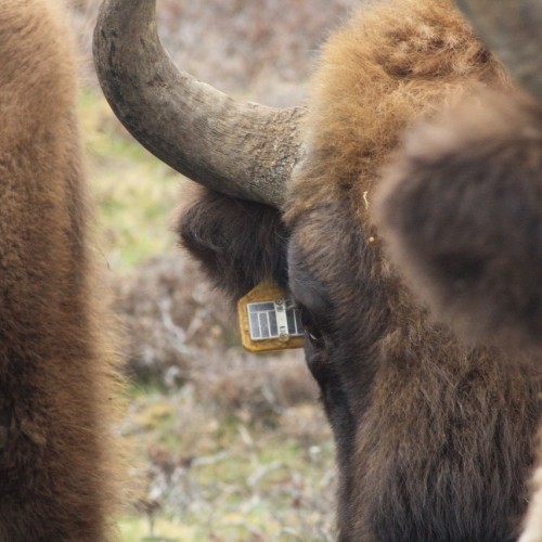 Wildlife & Extensive Agricultural Applications
36.5g GPS/GSM/UHF
Solar Ear Tag
Indefinte Life
IoT Roaming SIM cards pre-installed
GSM data download
Coded UHF radio tracking beacon
Mortality, Temp, Activity & GeoFence