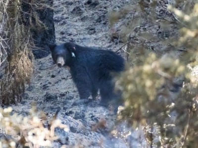 EarTraX on rehabilitated bears from Californian Bush Fires