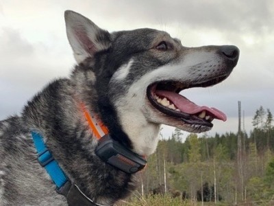 Easyhunt AB in Sweden -  eTrack Pro Dog Tracking Collar