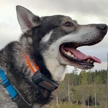 E-Track-Pro Hunting Dog Collar
