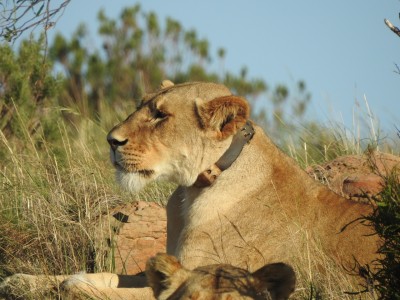 South Africa National Parks - CellTraX on Lions