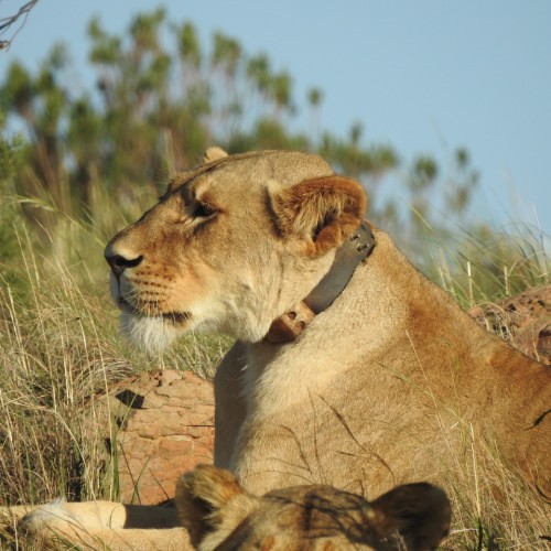 Wildlife & Extensive Agricultural Applications
125g, 145g, 300g & 450g
GPS/GSM/UHF Collar
3-48 month battery life
IoT Roaming SIM cards pre-installed
GSM data download
Coded UHF radio tracking beacon
Mortality, Temp, Activity GeoFence