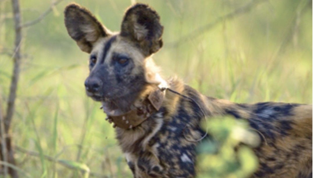 South Africa National Parks Original Wild Dog CellTraX Collar