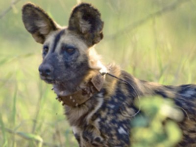 Original CellTraX on Wild dog in South Africa