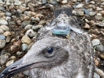 University of New England FLiteTraX on Seagulls