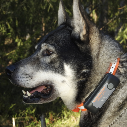 GPS/GSM Dog Tracking Collar
5s by 5s real-time tracking uploaded to the EasyHunt App. Every 1s when dog turning.
BARK! detection.
Call to listen to your dog.
Induction charging.
Individual Use - 1 dog.
Team Use - up to 30 users and 30 dogs.