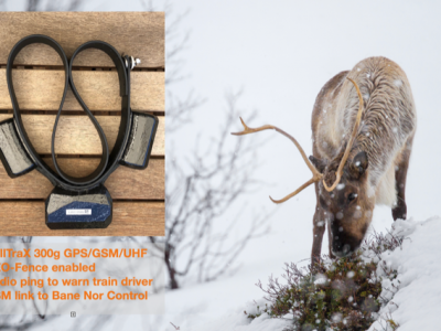 gps-collars.com Reindeer collision collar