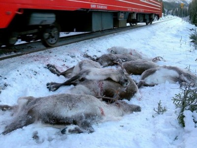 gps-collars.com reindeer and train