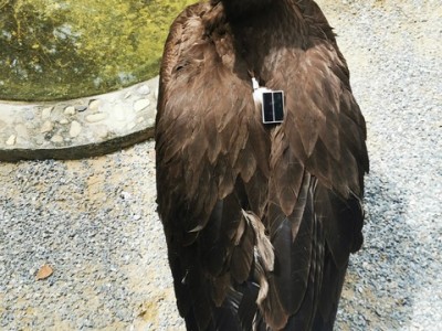 gps-collars.com Vultures in Thailand