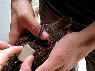 Fwd: GPS Collars tracking devices for Birds, wildlife and agriculture