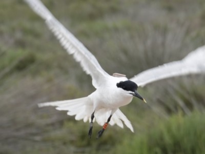 Fwd: Mini on Tern (Photo 1)