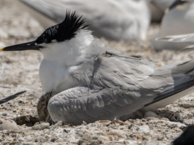 Mini on Tern (Photo 2)